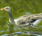 Goose - Art Academy
