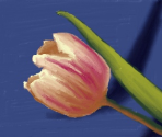 Tulip - Art Academy: Lessons for Everyone!