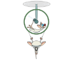 Pinky & The Brain - Pinky and the Brain: Whirled Domination