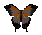 Butterfly - Rag Doll Kung Fu