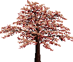 Nature - Shadow Warrior