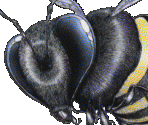 Bee - Alien Cabal