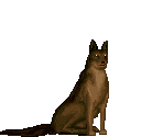 Jackal - I Have No Mouth and I Must Scream
