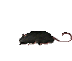 Rat - Prime Target