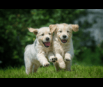 Dog/Puppies Pictures - Puppy Dog: Jigsaw Puzzles