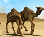 Dromedary Camel - Zoo Tycoon