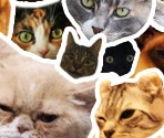 Meowbook - Gaia Online