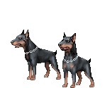 Celebrity Snare Snoop Dogg's Dobermans - Gaia Online