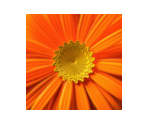 Profile Icons - Windows Vista