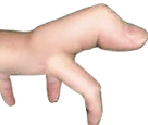 Stage 04 - Evolution: Fingers