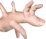 Stage 11 - Evolution: Fingers
