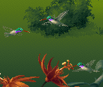 Green Hummingbird - Kolibri