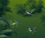 Dark Green Hummingbird - Kolibri