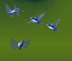 Blue Hummingbird - Kolibri