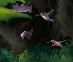 Lavender Hummingbird - Kolibri