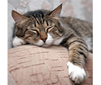 Puzzles (Pre-Installed) - Jigsaw Puzzle Pro