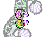Mermaid - Gingiva