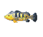 Peacock Bass - Kawa no Nushi Tsuri 5: Fushigi no Mori Kara (JPN)