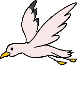 White Bird - Cara's Nectar Funfair