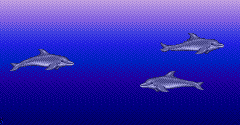 Ecco the Dolphin