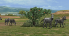 Afrika