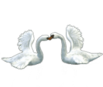 Swan