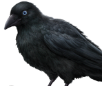 Crow