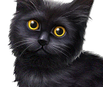 Kitten