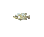 Cichlid