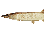 Muskellunge