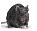 Rat