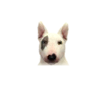 Bull Terriers