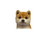 Shiba Inus