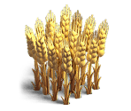 Wheat