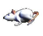 Rat