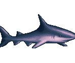 Shark