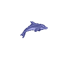 Ecco & Dolphins