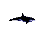 Orca