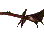 Pteranodon