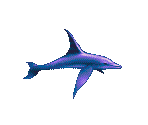 Future Dolphin