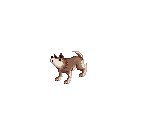 Desert Wolf (Baby)