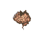 Brain