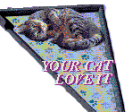 Love your cat AD