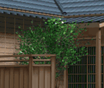 In Front of the Kamio House (Misuzu)