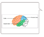 Knowledge Bubble Graph