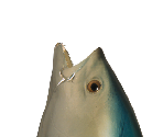The Realistic Fish Head