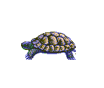 Tortoise (Unused)