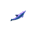 Ecco & Dolphins