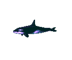 Orca