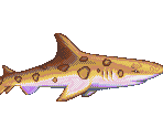 Leopard Shark